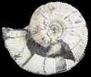 Wide Kosmoceras Ammonite - England #42643-1